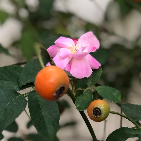 plumstar